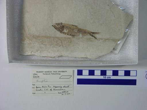 Knightia sp.