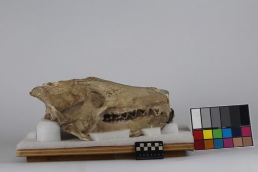 Archaeotherium mortoni
