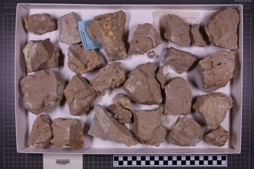mixed taxa, stratigraphic collection