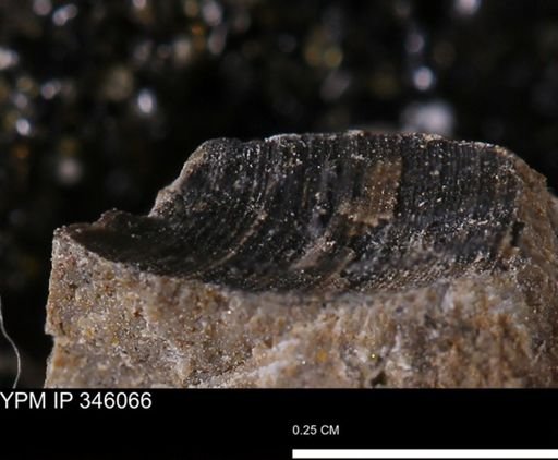 Limopsis striatopunctatus