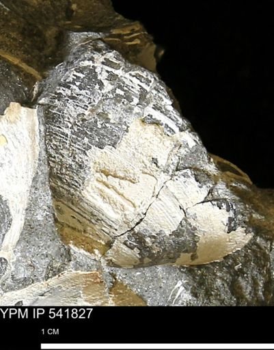 Limopsis striatopunctatus