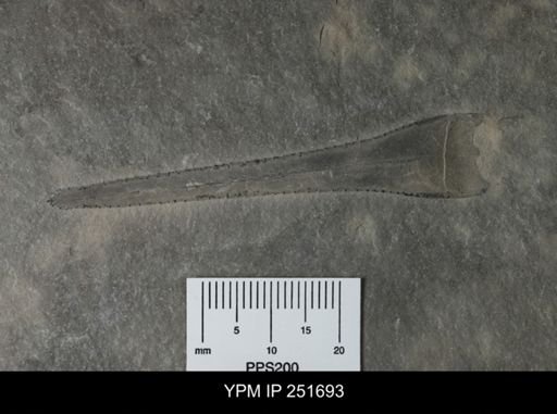 Eurypterus sp.