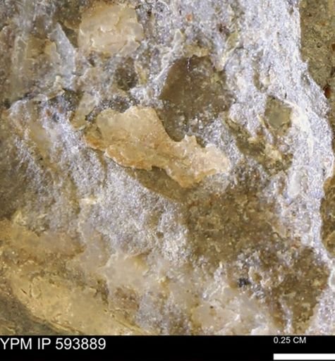 undet. Mollusca
