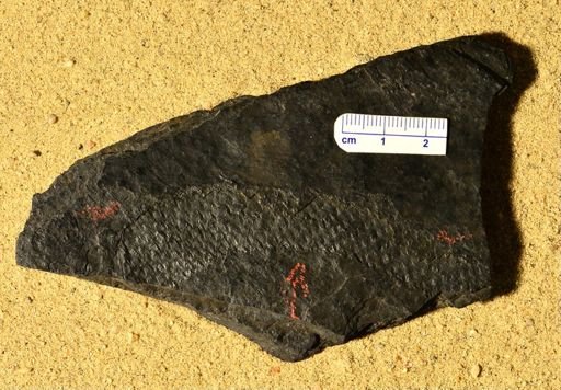 Lepidophloios sp.