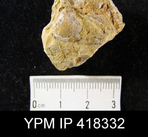 Dielasma