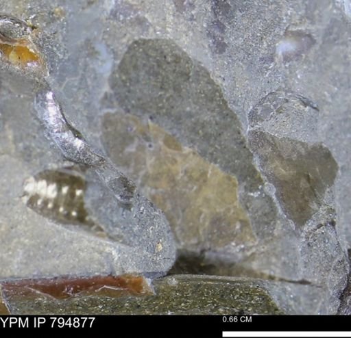 undet. Mollusca