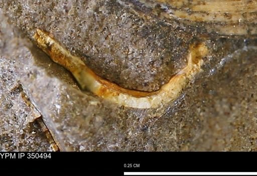 Limopsis striatopunctatus