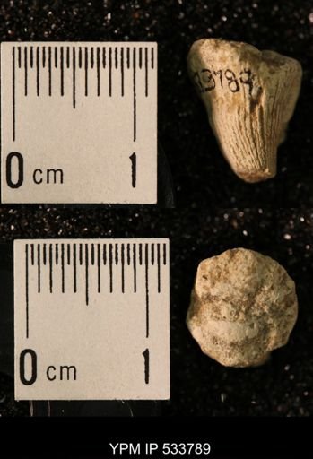 Ellipsosmilia inauris