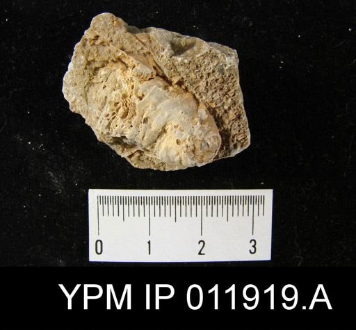 Richthofenia permiana