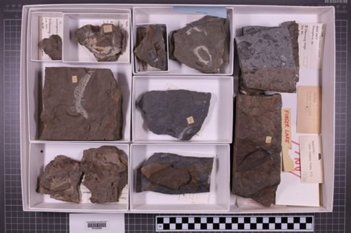 mixed taxa, stratigraphic collection