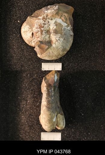 Hoploscaphites nicolletii