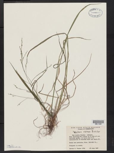 Festuca subverticillata