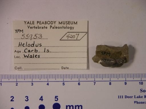 Helodus sp.