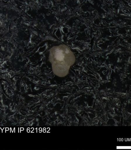 undet. Foraminiferida