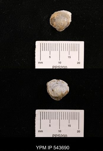 Protocardia sp.