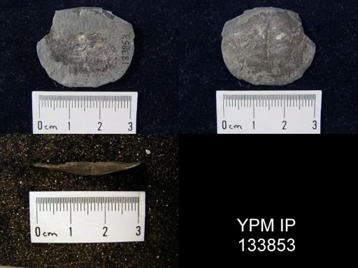 Stropheodonta perplana