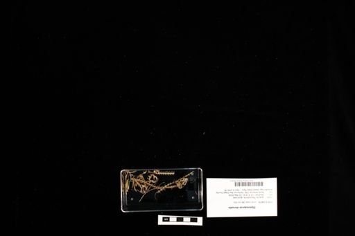 Dipsosaurus dorsalis