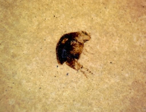 undet. Mordellidae