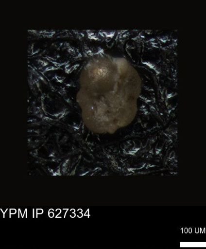 undet. Foraminiferida