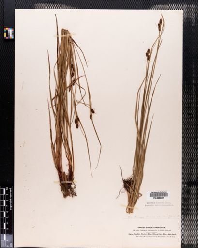 Carex caroliniana