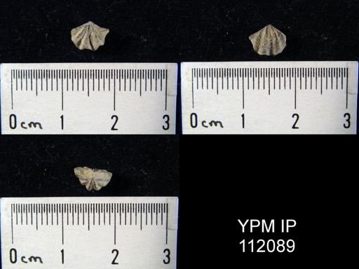 Spirifer sp.