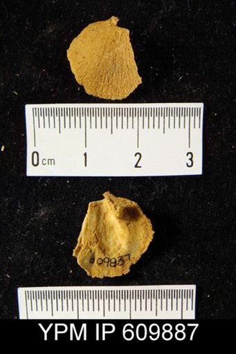 Uncinulus gordoni?