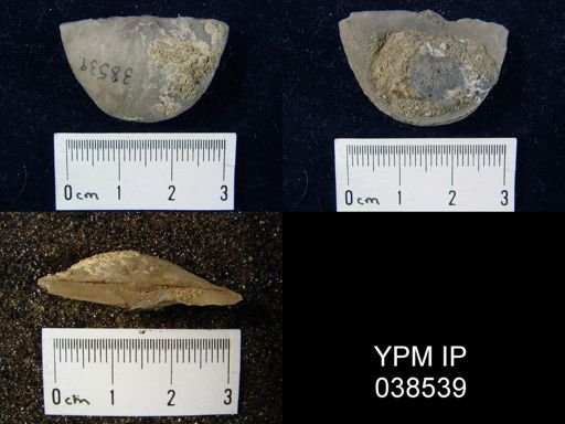 Strophomena nr. planumbona