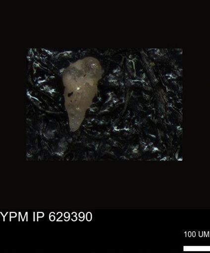 undet. Foraminiferida