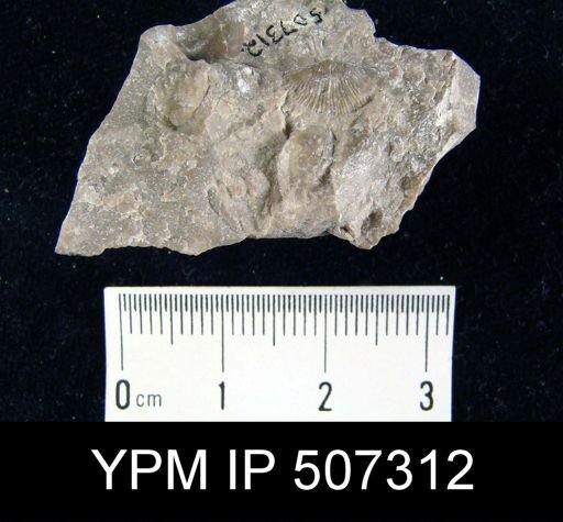 Schuchertella chemungensis perversa