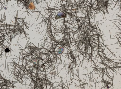 Suberites compactus
