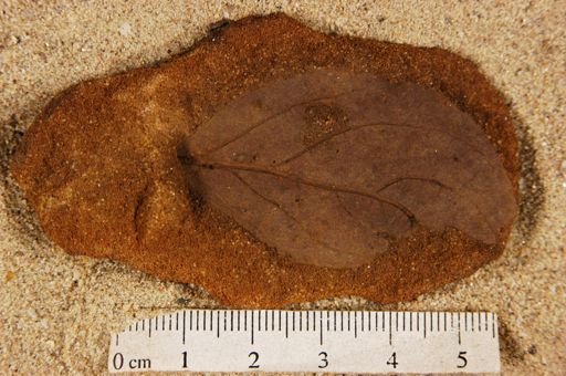 Angiospermopsida