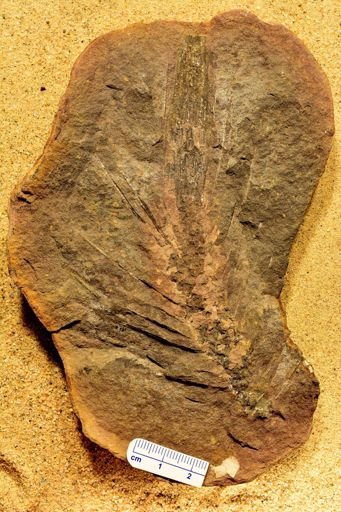 Lepidodendron