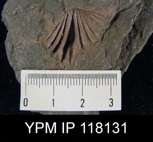 Delthyris (Quadrifarius) rugaecosta