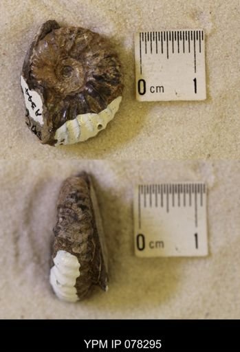 Jeletzkytes nebrascensis