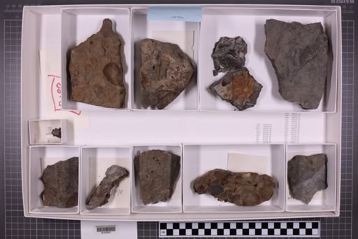 mixed taxa, stratigraphic collection