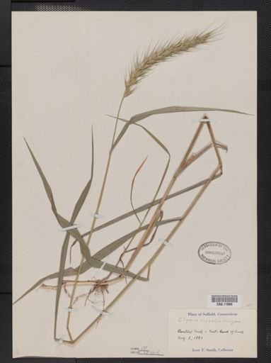 Elymus riparius