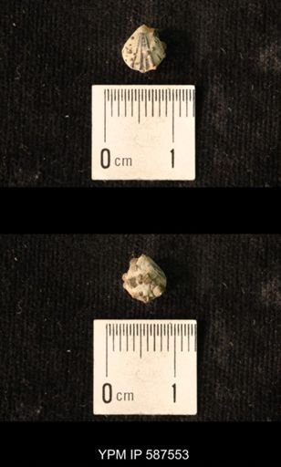 Camarotoechia whitei