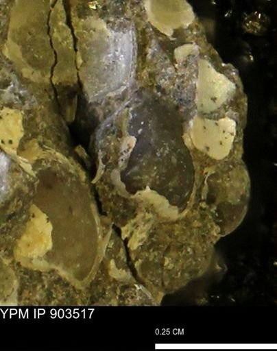 undet. Bivalvia