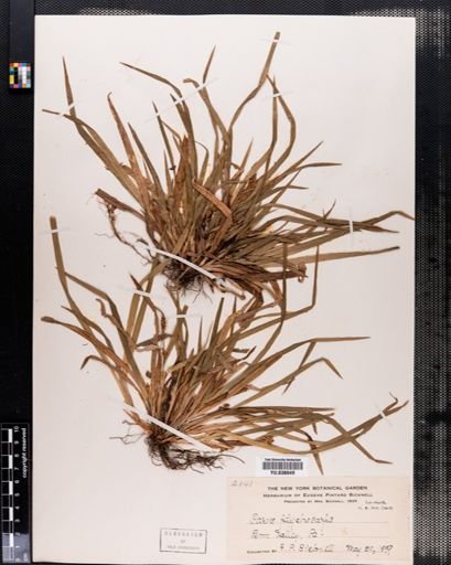 Carex abscondita