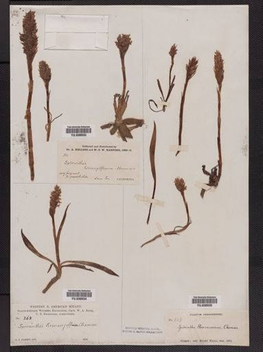 Spiranthes romanzoffiana
