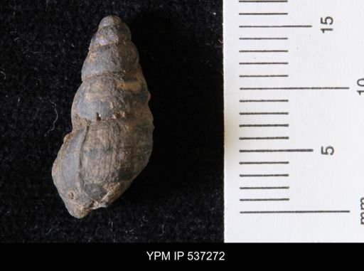 Goniobasis ortmanni
