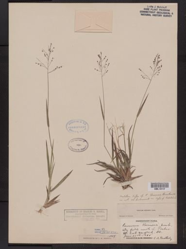Panicum commonsianum addisonii