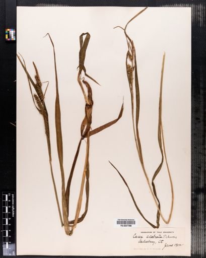 Carex scabrata