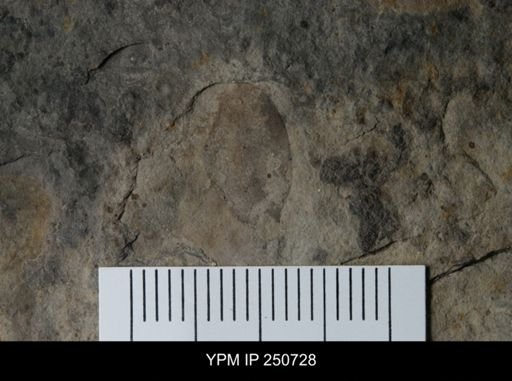 Eurypterida