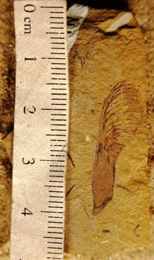 Acer minor