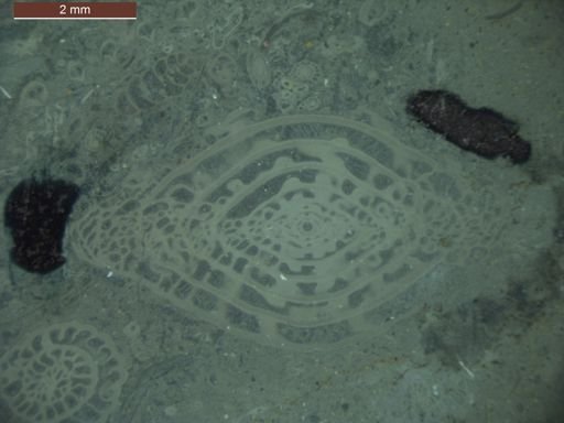 Triticites pinguis