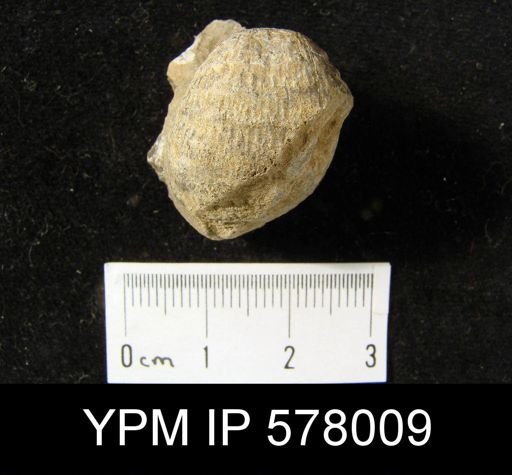 Echinoconchus cf. genevievensis