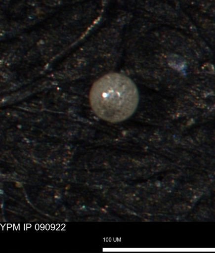 undet. Foraminiferida