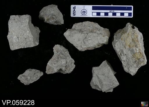 Vertebrata