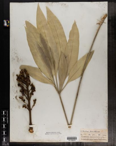 Plantae